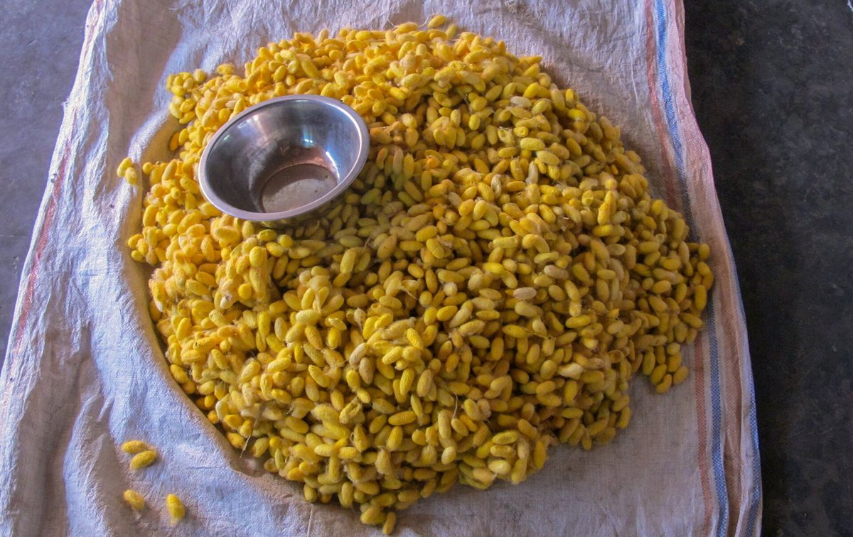 Silk cocoons
