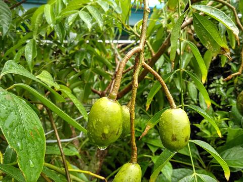 আমড়া