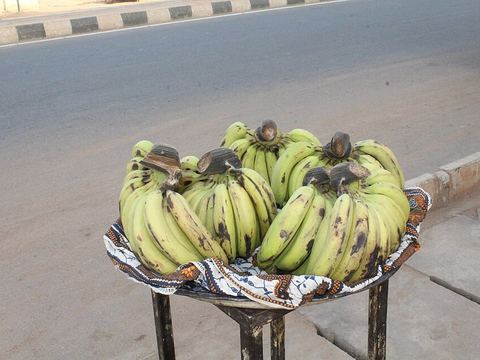 সাগর কলা