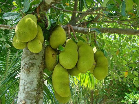 কাঁঠাল