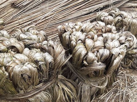 সোনালি আঁশ পাট