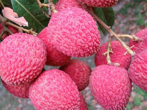 লিচু
