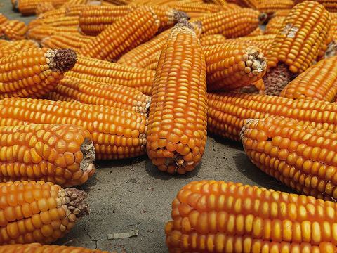 চরের ভুট্টা