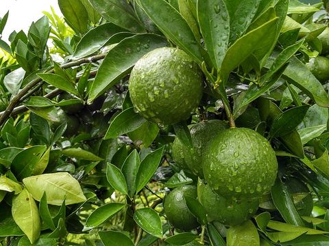 কমলা