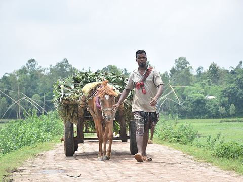 মধুপুরের আনারস
