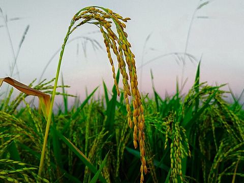 বালাম চাল