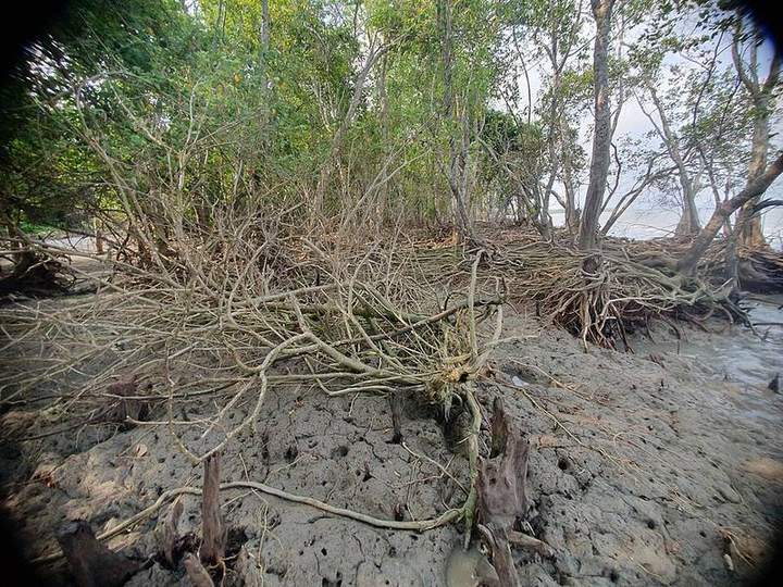 সোনাকাটা সৈকত ও টেংরাগিরি ইকোপার্ক, বরগুনা