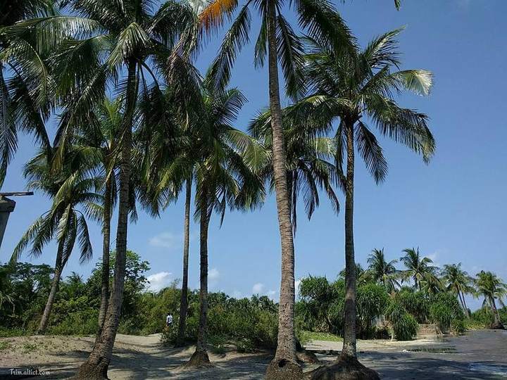 সেন্টমার্টিনের নারিকেল বাগান