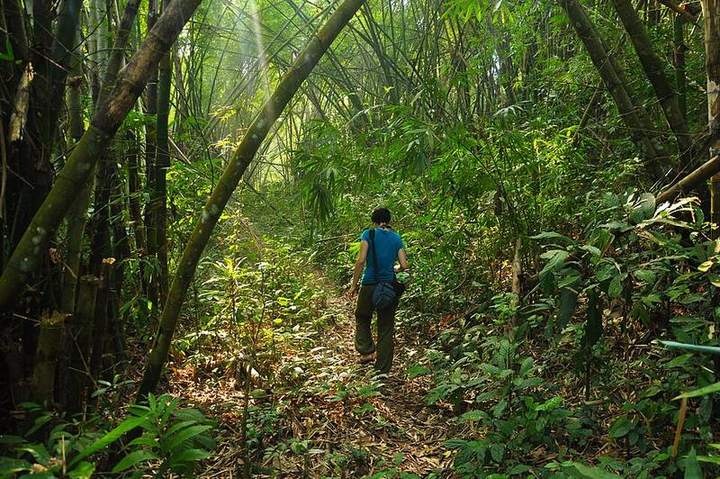 The forest inside Lawachara National Park