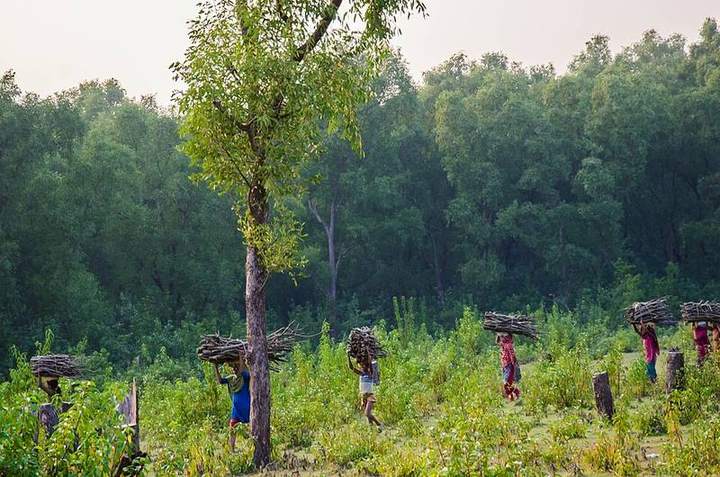 নিঝুম দ্বীপে বনের পাশ দিয়ে কাঠের বোঝা নিয়ে ফিরছেন স্থানীয়রা
