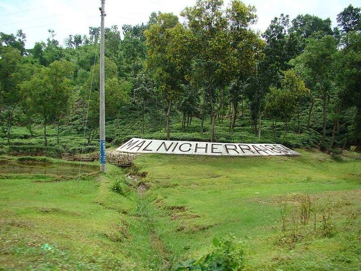 Malnicherra tea garden in Sylhet