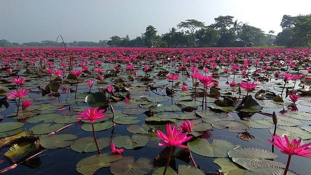 সাতলা শাপলা বিল