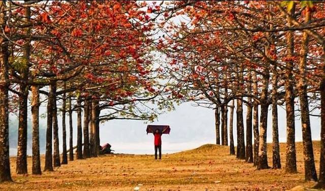 শিমুল বাগান