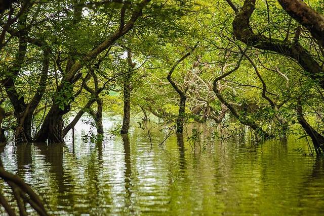 রাতারগুল জলাবন