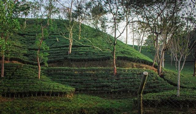 মালনীছড়া চা বাগান, সিলেট