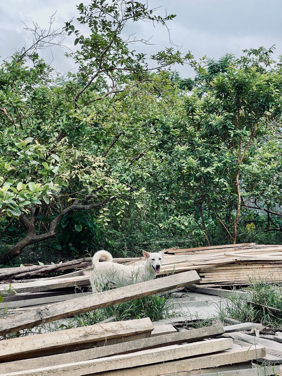 Atghar-Kuriana Floating Market: photo by Tuhin Ibn Jaman