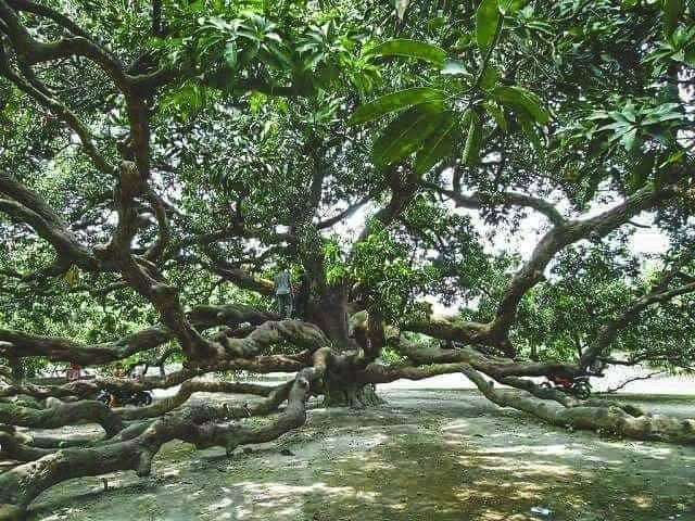 Suryapuri mango tree of Harinmari: photo by MD. NAZMUL SHANTO
