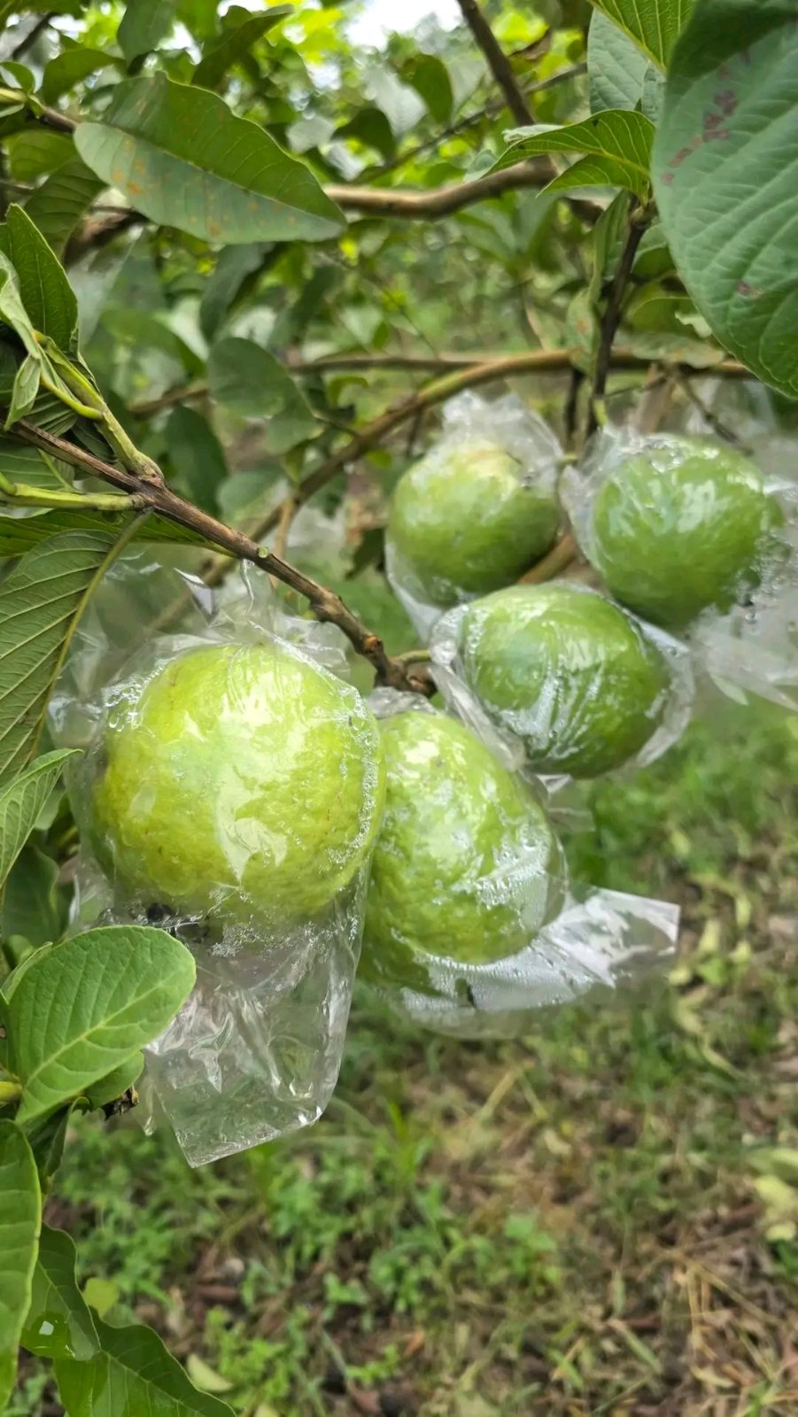 পেয়ারা, গাজীপুর।, গাজীপুর