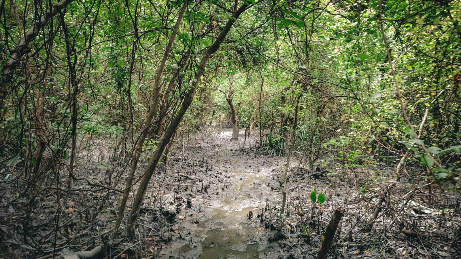 চর কুকরি মুকরি: ছবি ৩