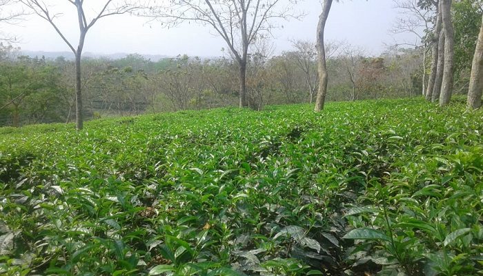 লোভাছড়া- Luvachora: ছবি ৬