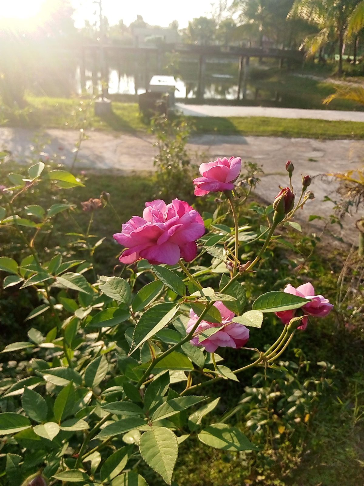 ডিসি পার্ক, নামাজপুর গ্রাম, পিরোজপুর
