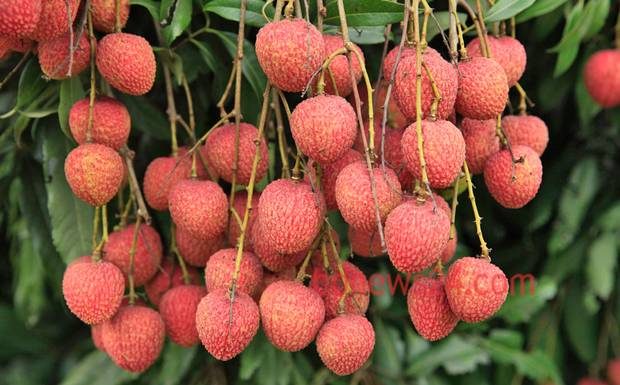 ঈশ্বরদীর লিচু, ঈশ্বরদী, পাবনা