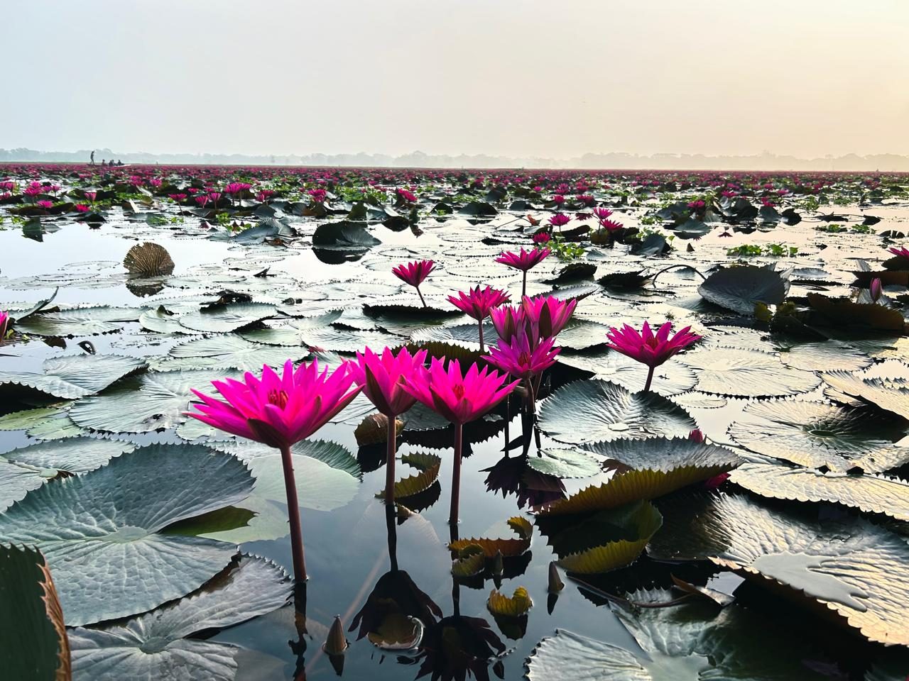ত্রিশালের গলহর শাপলা বিল, ত্রিশাল, ময়মনসিংহ