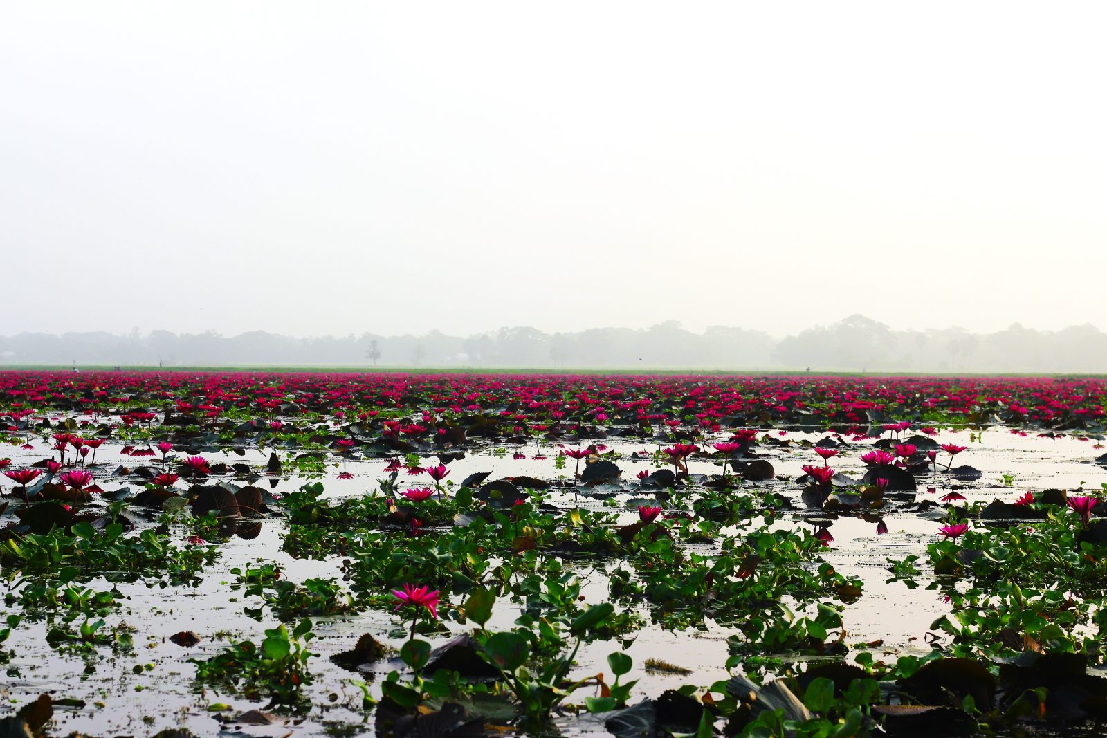 ত্রিশালের গলহর শাপলা বিল: ছবি ৩