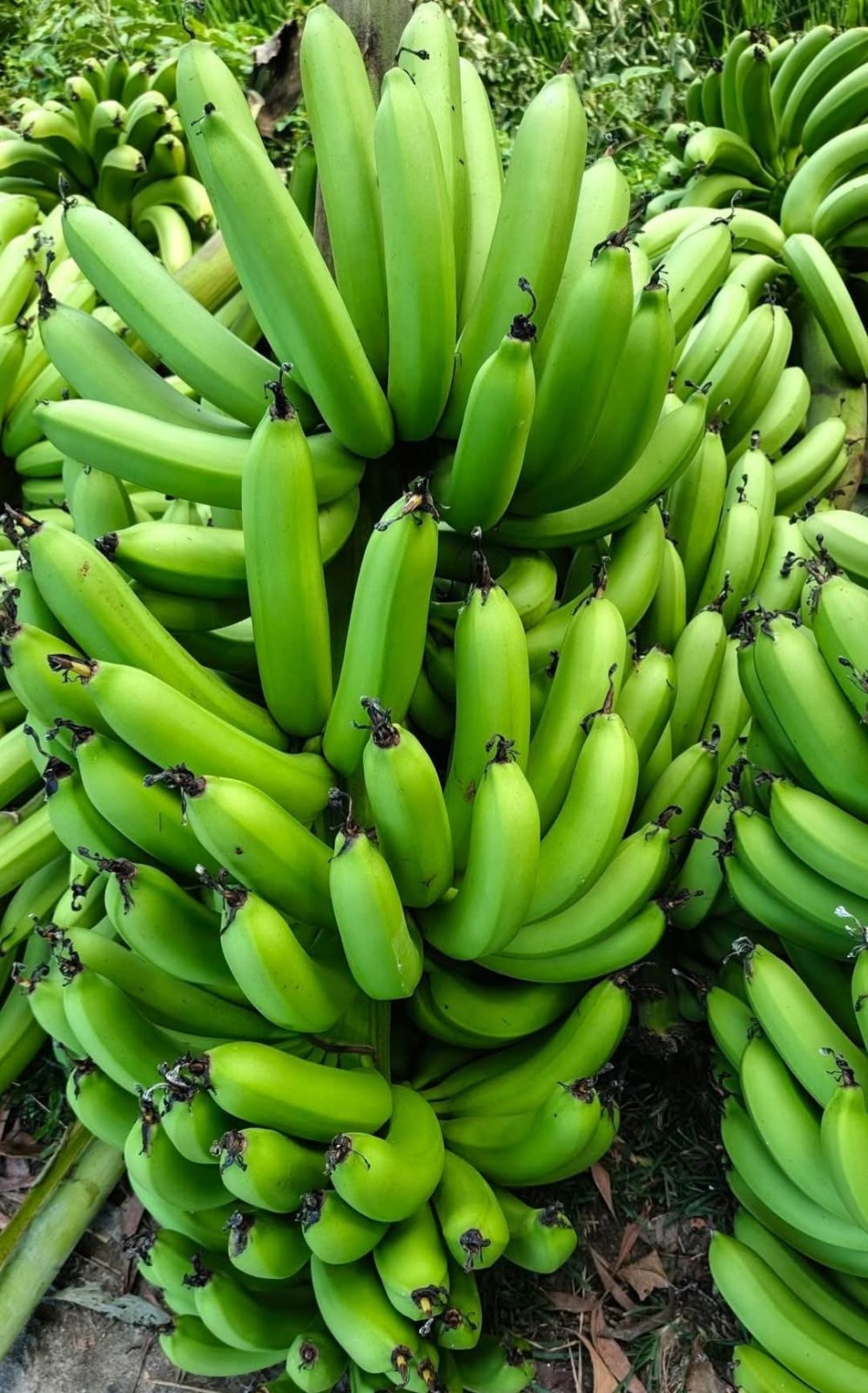 অমৃত সাগর কলা, রায়পুরা, নরসিংদী