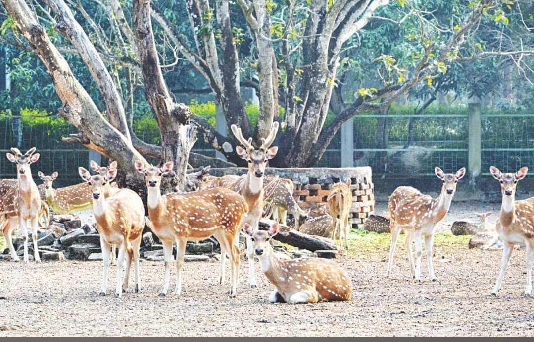 রাজশাহী চিড়িয়াখানা (শহীদ এ.এইচ.এম. কামারুজ্জামান কেন্দ্রীয় উদ্যান ও চিড়িয়াখানা): ছবি ৫