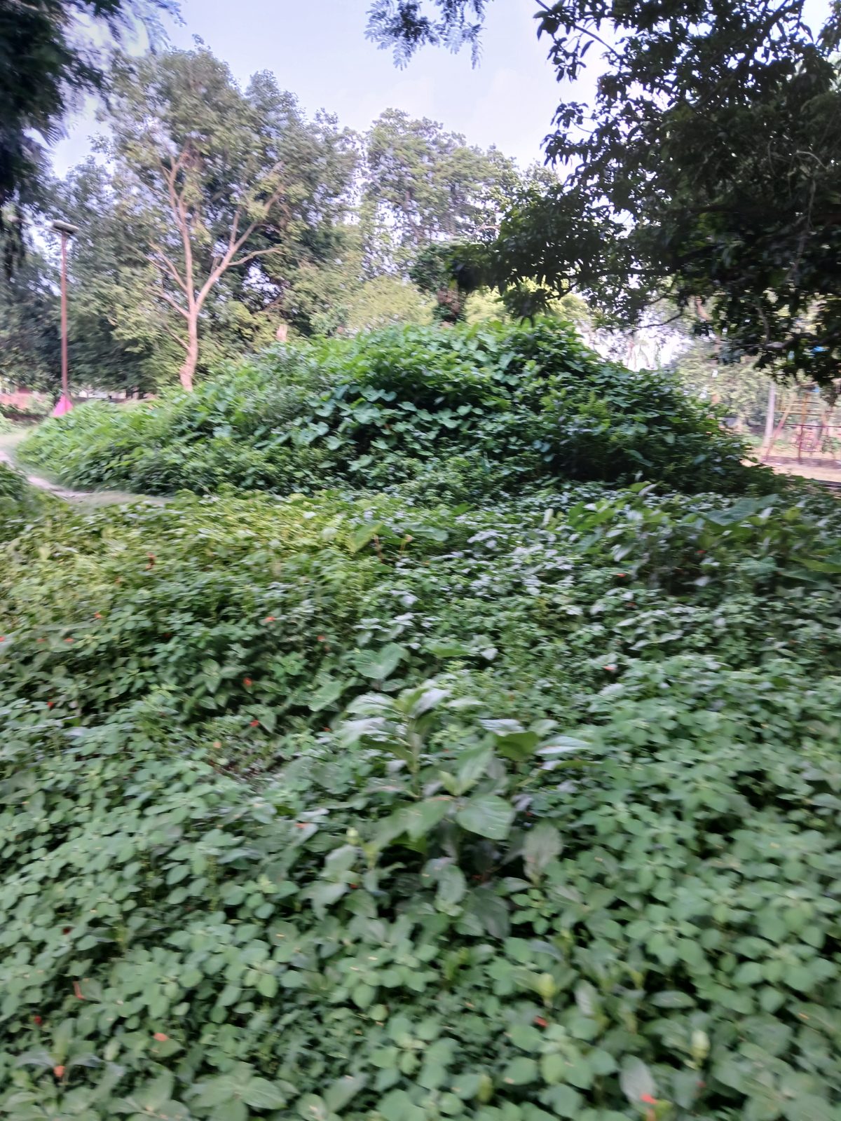 ভাটপাড়া নিলকুঠী ও ডিসি ইকো পার্ক: ছবি ৬