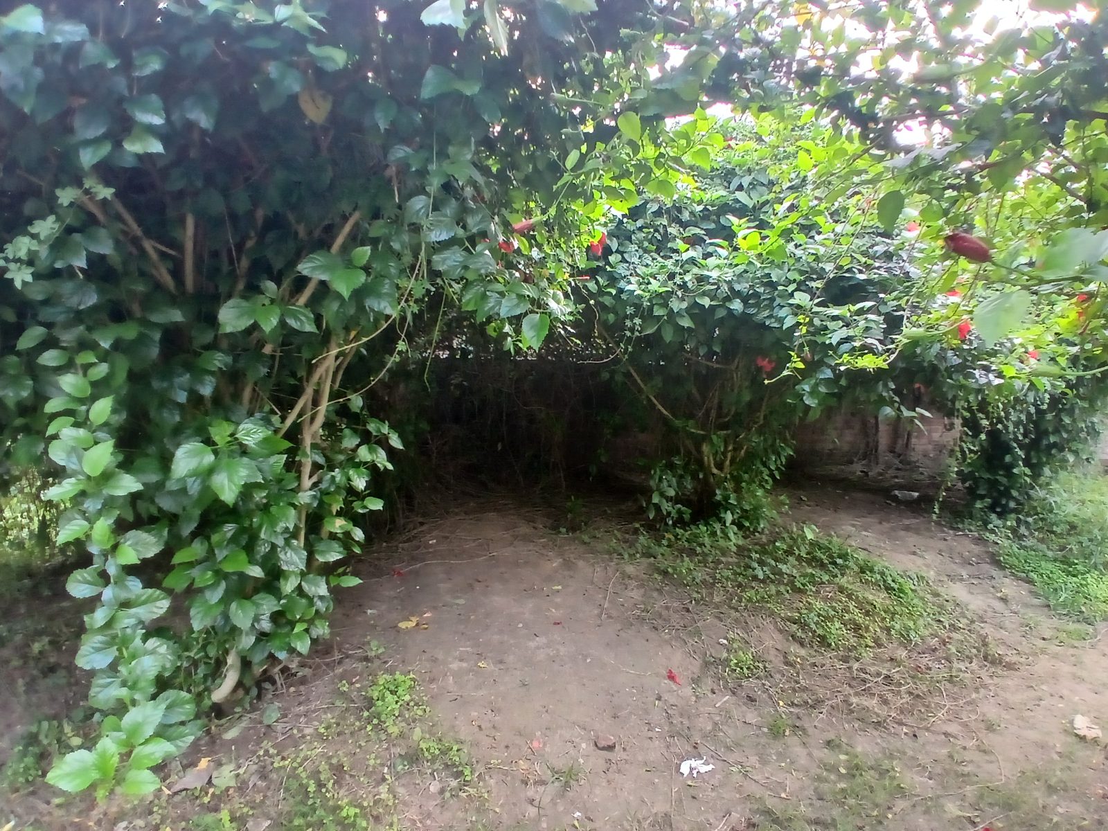 ভাটপাড়া নিলকুঠী ও ডিসি ইকো পার্ক: ছবি ৭