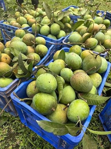 রংপুরের হাড়িভাঙ্গা আম, রংপুর মিঠাপুকুর, রংপুর