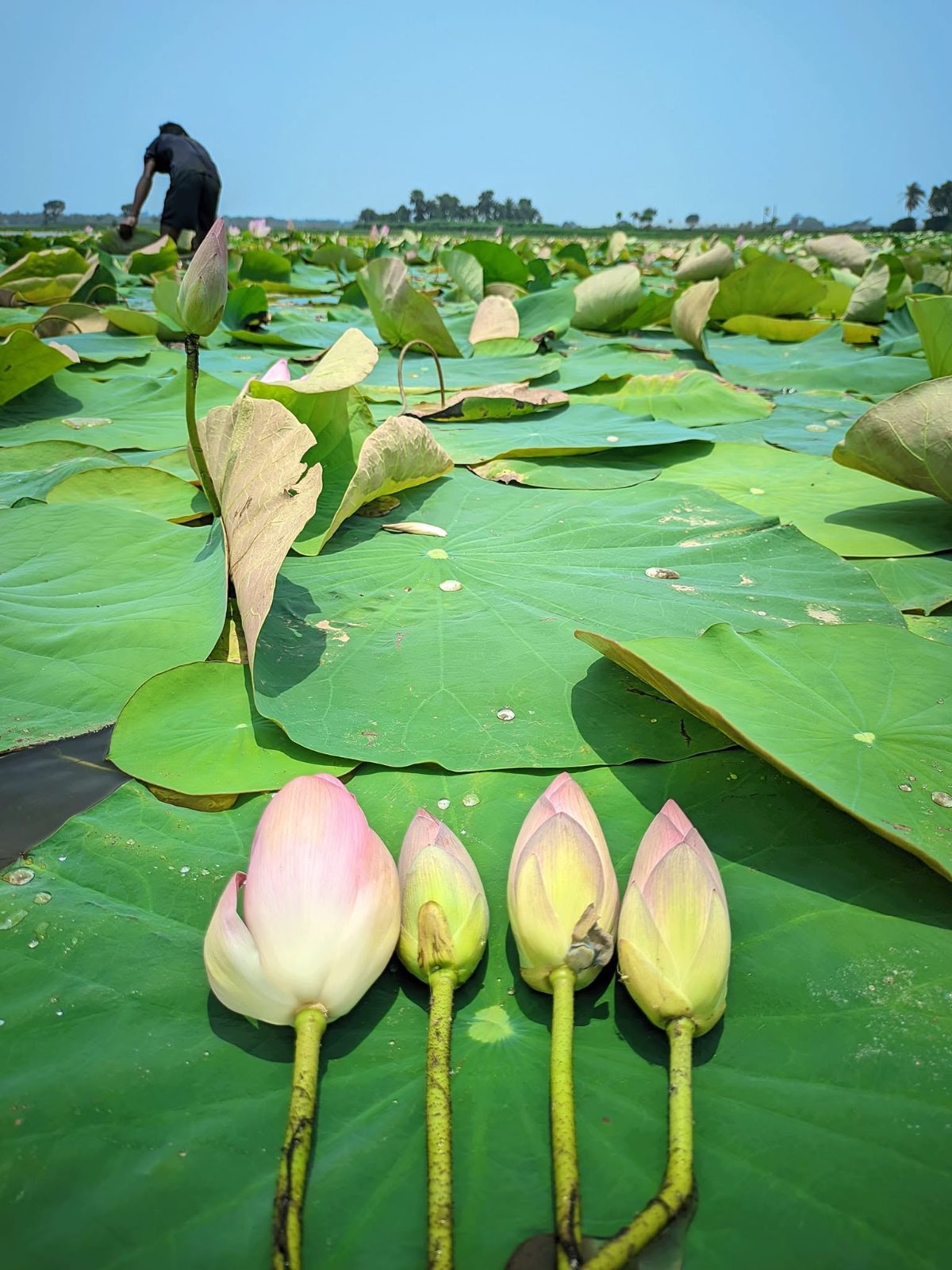 দত্তনগর কৃষি খামার, মহেশপুর, ঝিনাইদহ, দত্তনগর , মহেশপুর, ঝিনাইদহ