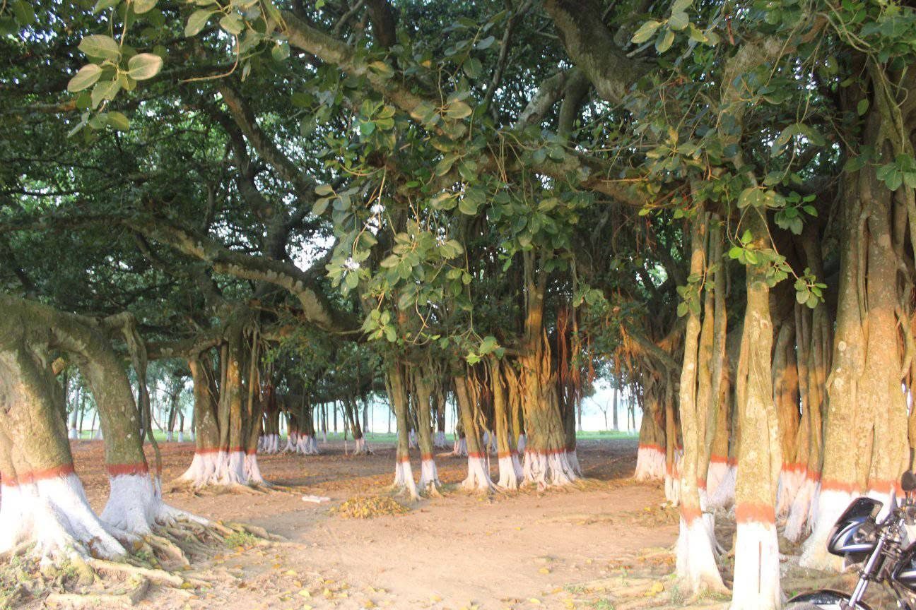 দত্তনগর কৃষি খামার, মহেশপুর, ঝিনাইদহ: ছবি ৫