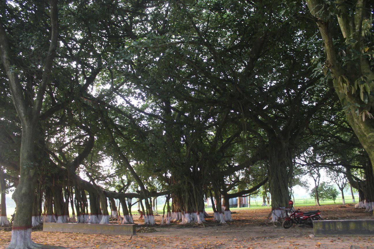 দত্তনগর কৃষি খামার, মহেশপুর, ঝিনাইদহ: ছবি ৬