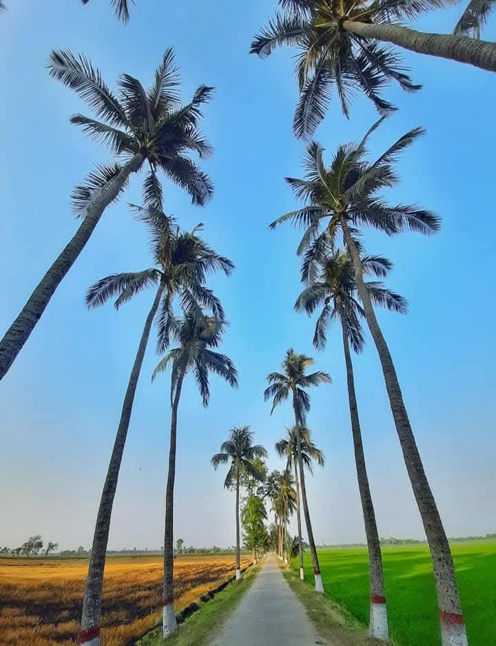 দত্তনগর কৃষি খামার, মহেশপুর, ঝিনাইদহ: ছবি ৮
