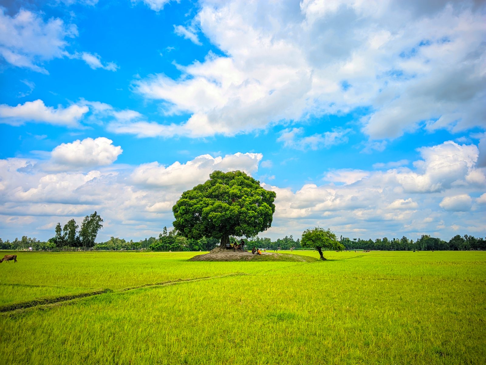 বকুল তলা: ছবি ২
