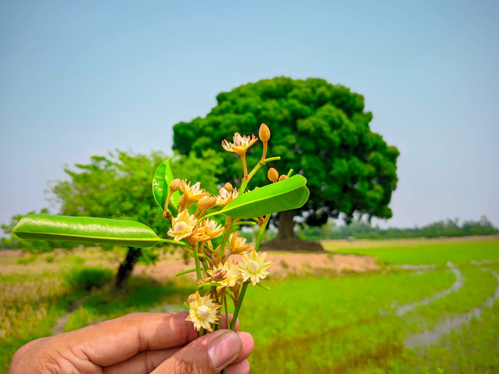 বকুল তলা: ছবি ৪