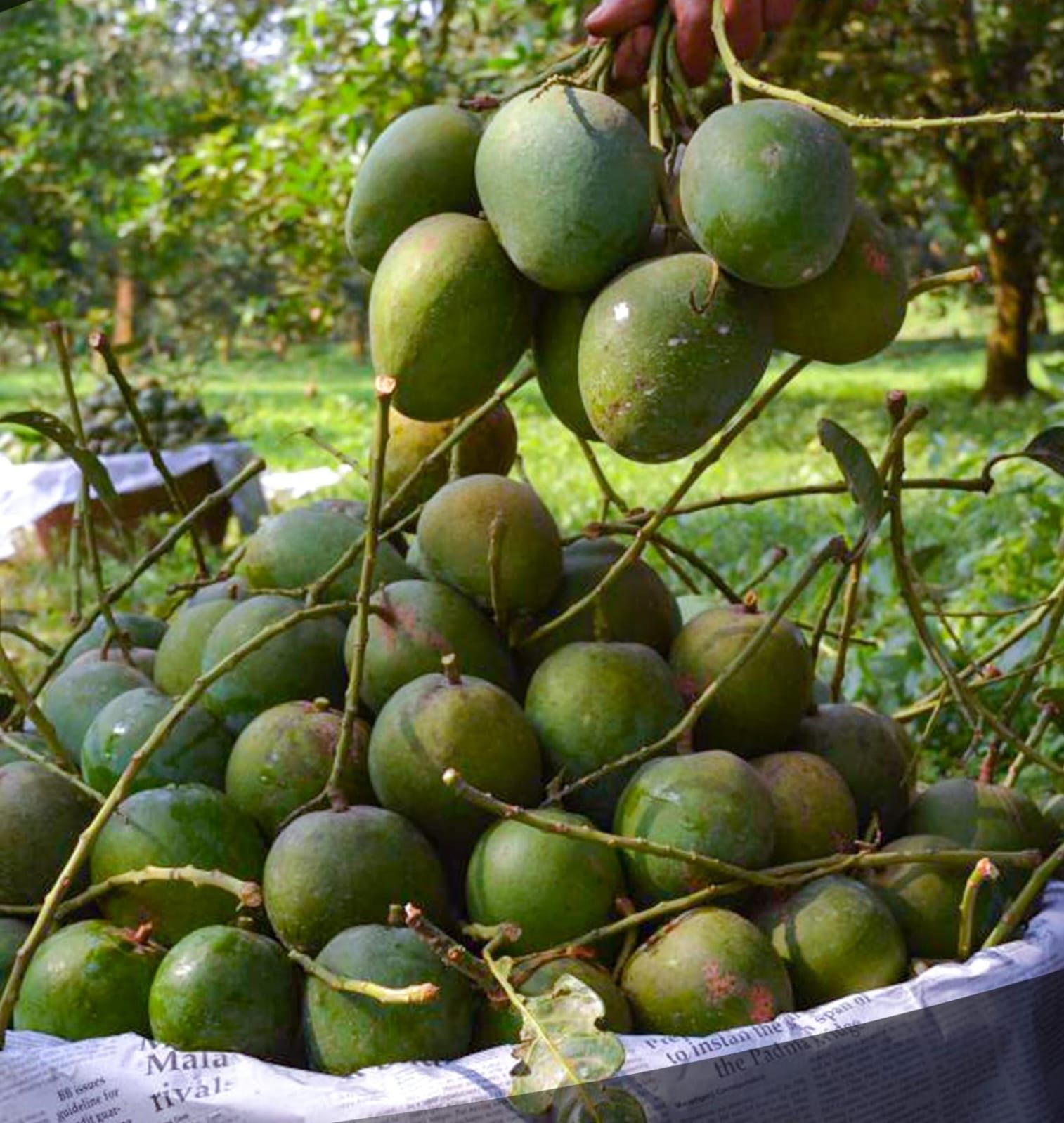 আম, মেহেরপুর, মেহেরপুর