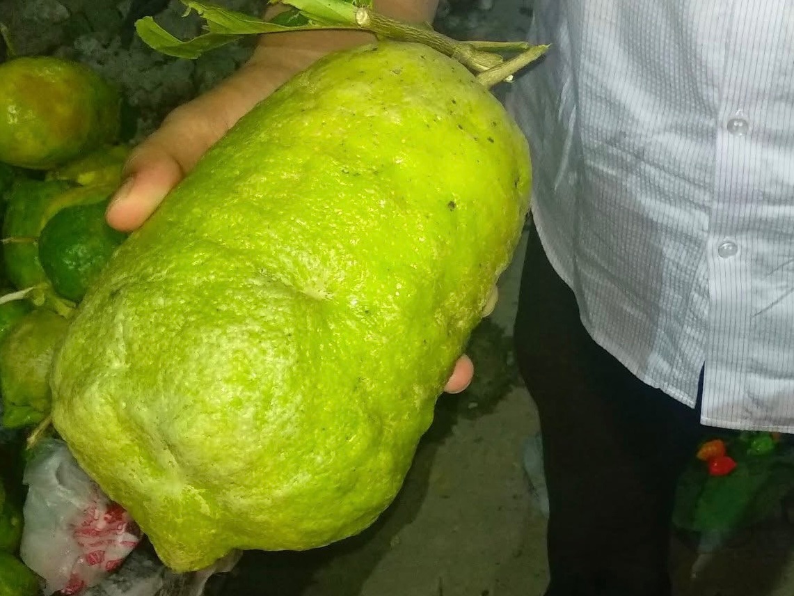 জারা লেবু, সিলেট, সিলেট