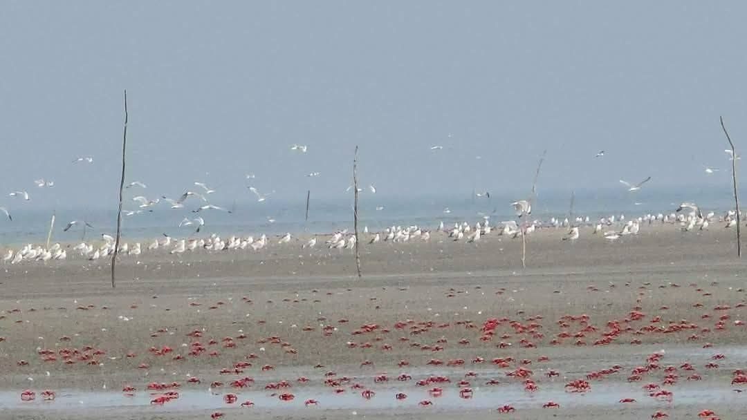চর বিজয়: ছবি ৪