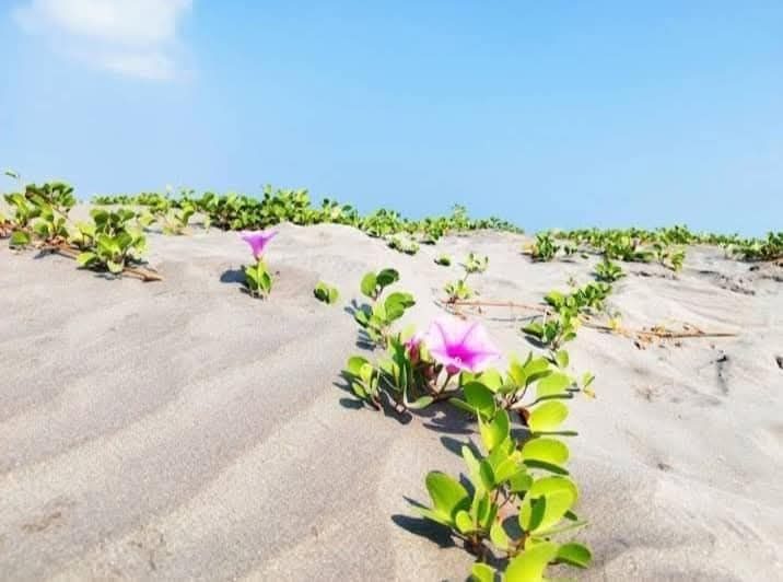 চর বিজয়: ছবি ৮