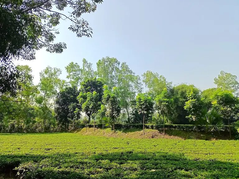 ময়নামতির চর: ছবি ৩