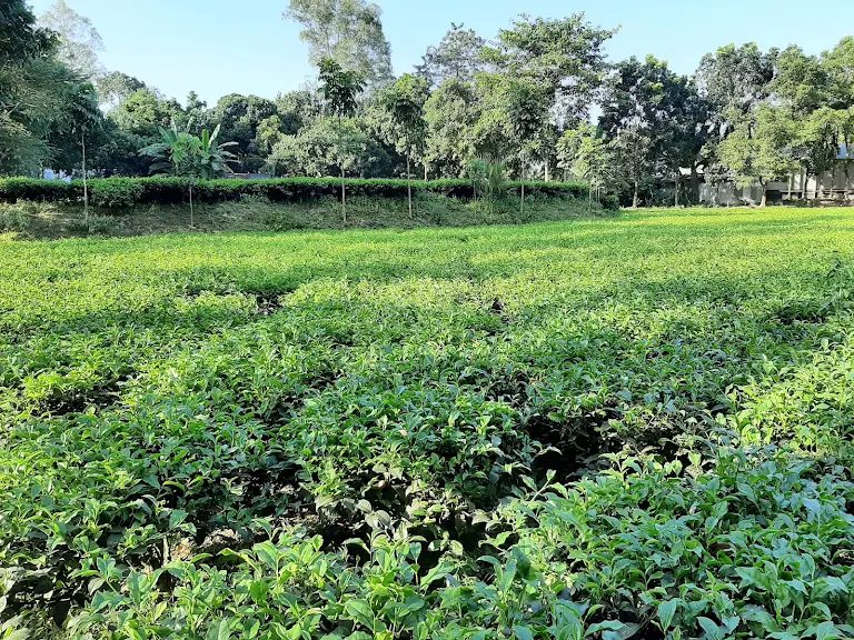 ময়নামতির চর: ছবি ৭