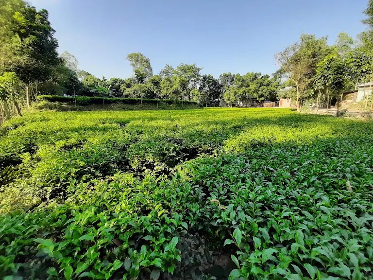 ময়নামতির চর: ছবি ১০