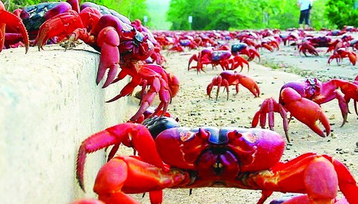 সোনারচর: ছবি ৬