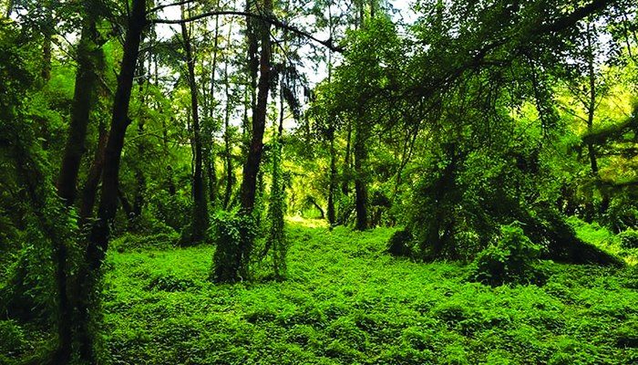 সোনারচর: ছবি ৭