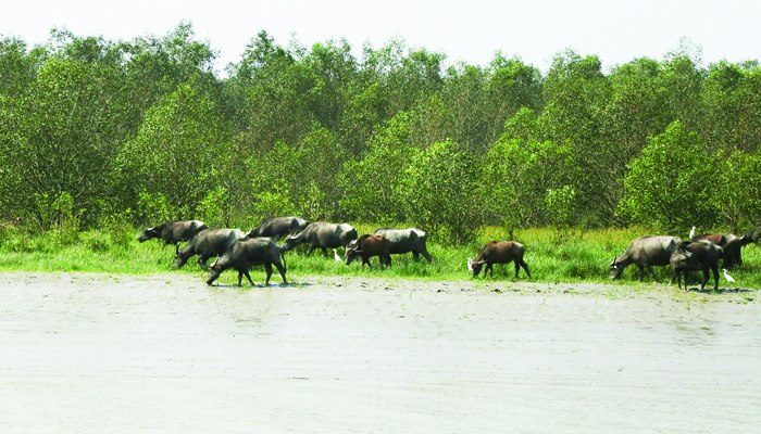 সোনারচর: ছবি ৮
