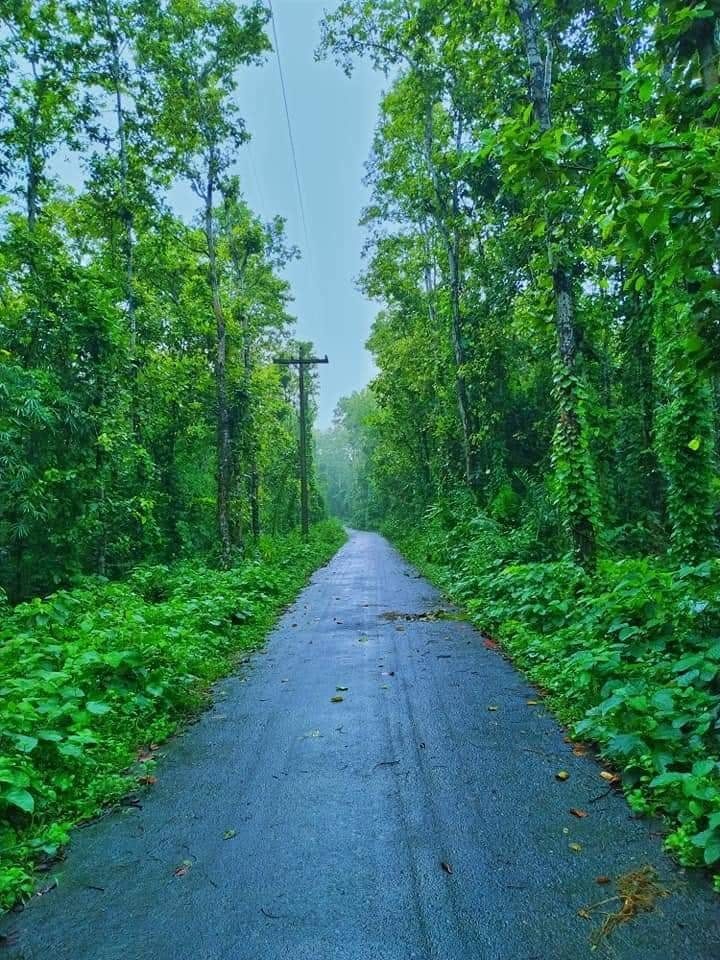 ছালড়া শালবন: ছবি ৩